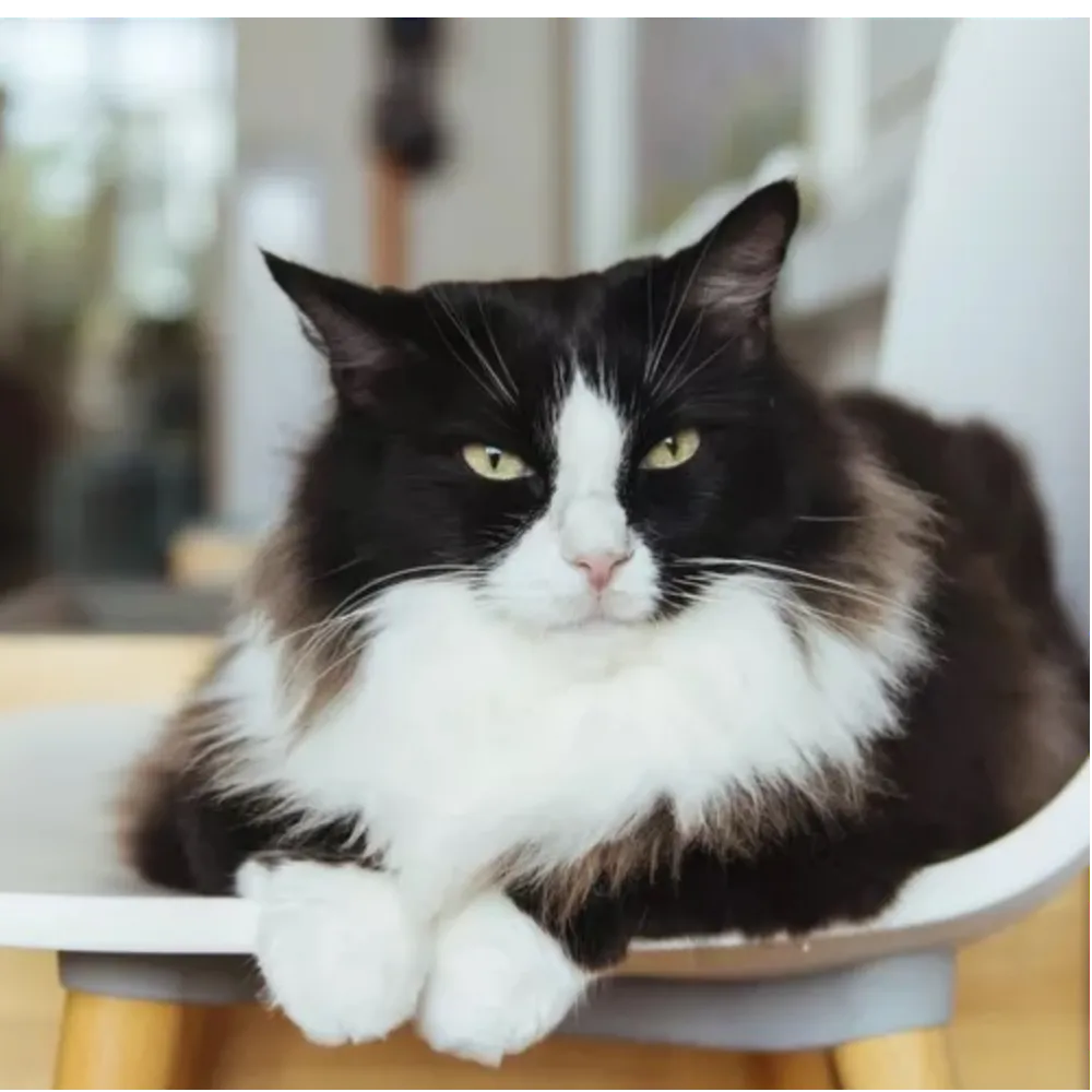 Cymric: The Fluffy and Tailless Wonder