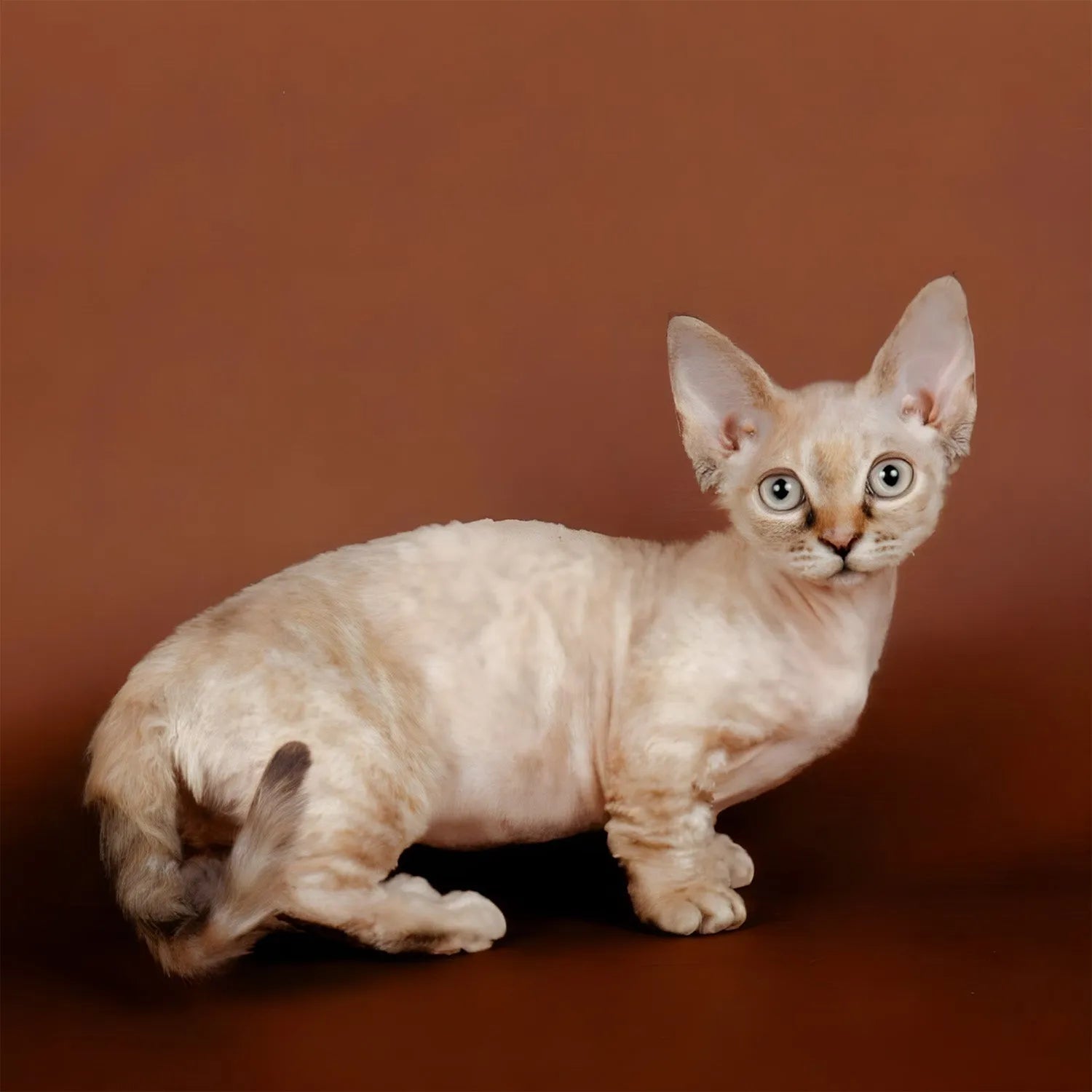 Minskin: The Adorable "Corgi" of Cats