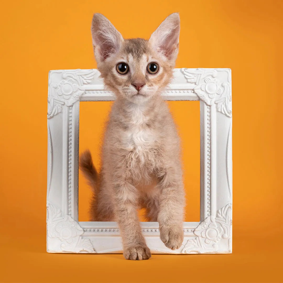 LaPerm: The Curly-Coated and Affectionate Feline