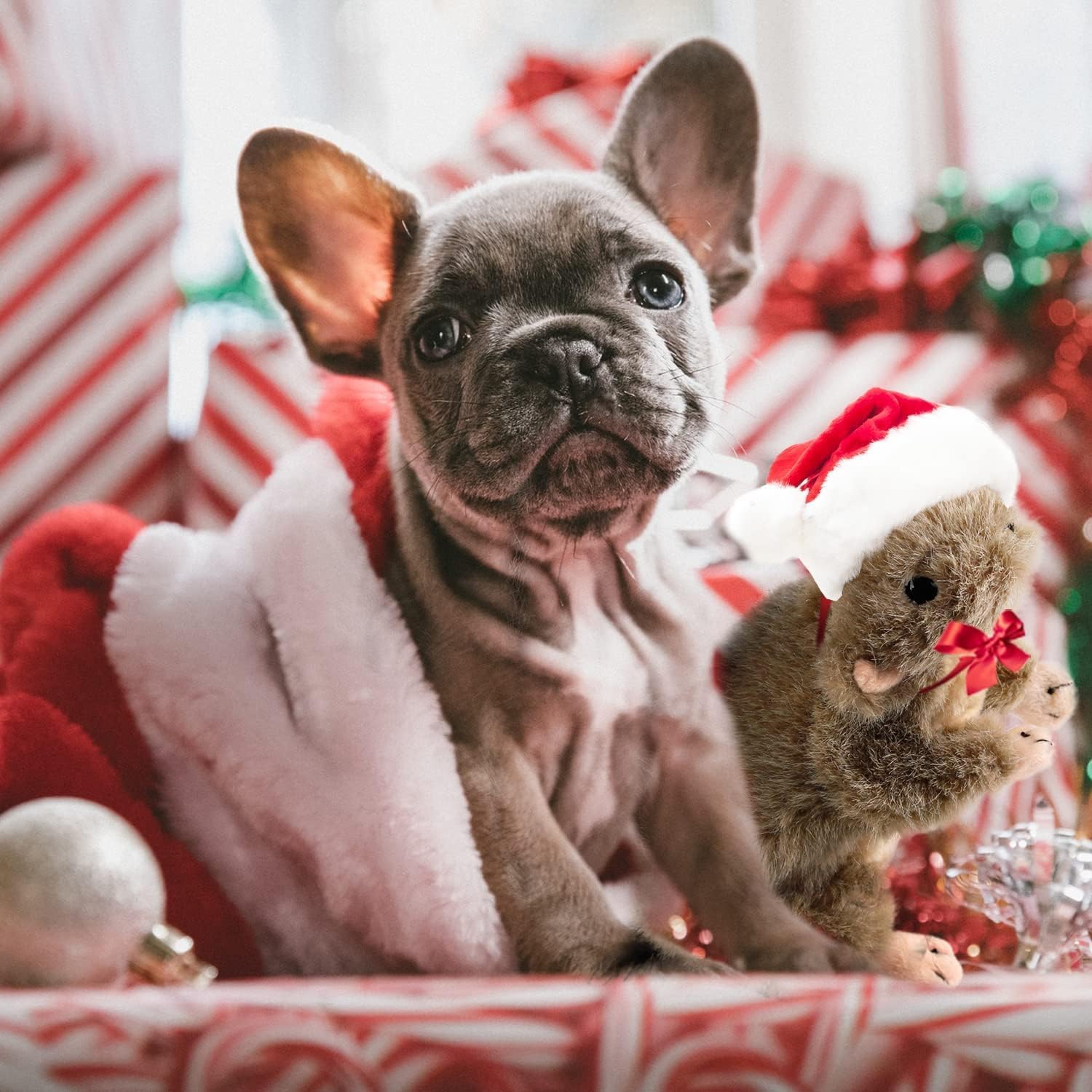AFP(All For Paws) Pet Products