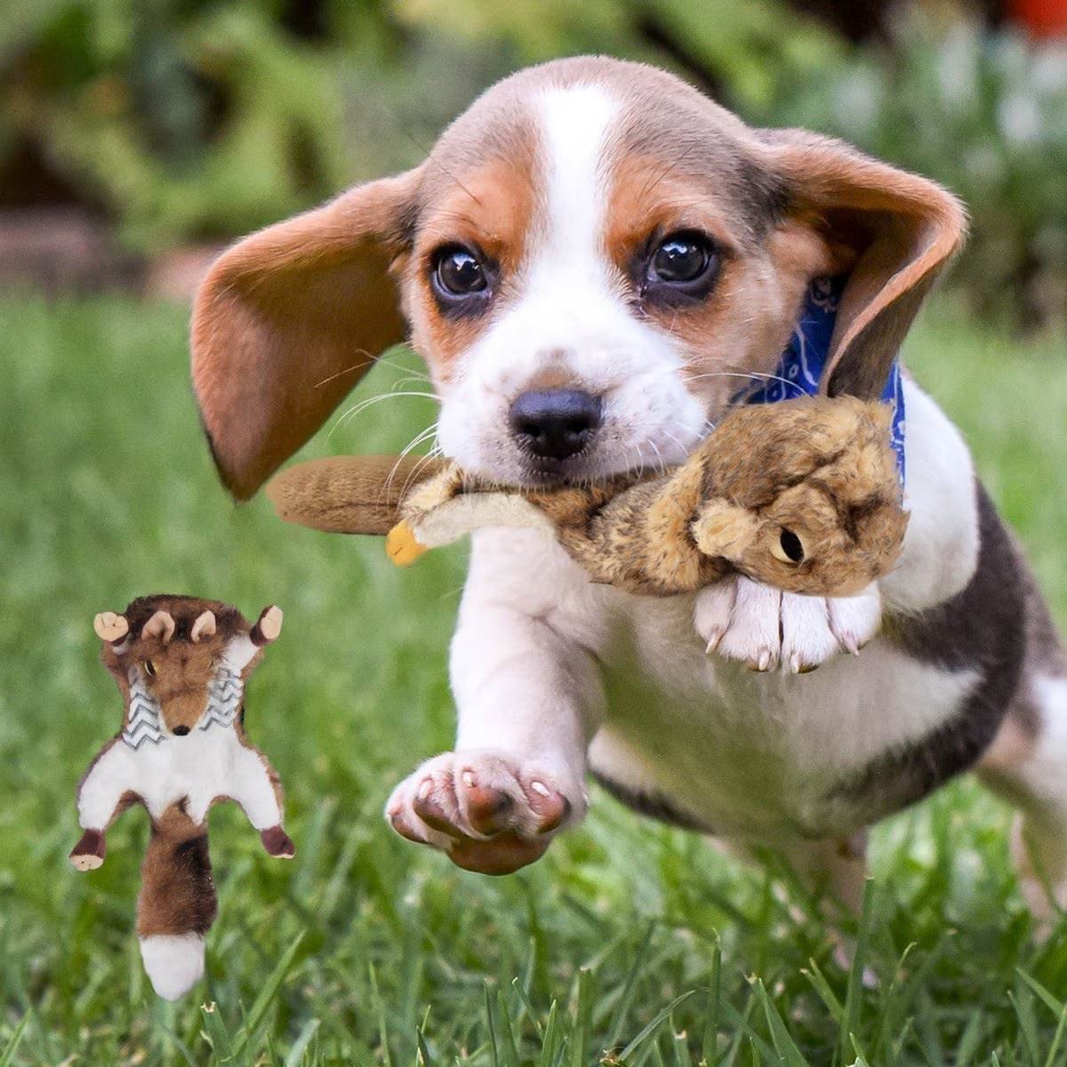 AFP(All For Paws) Pet Products