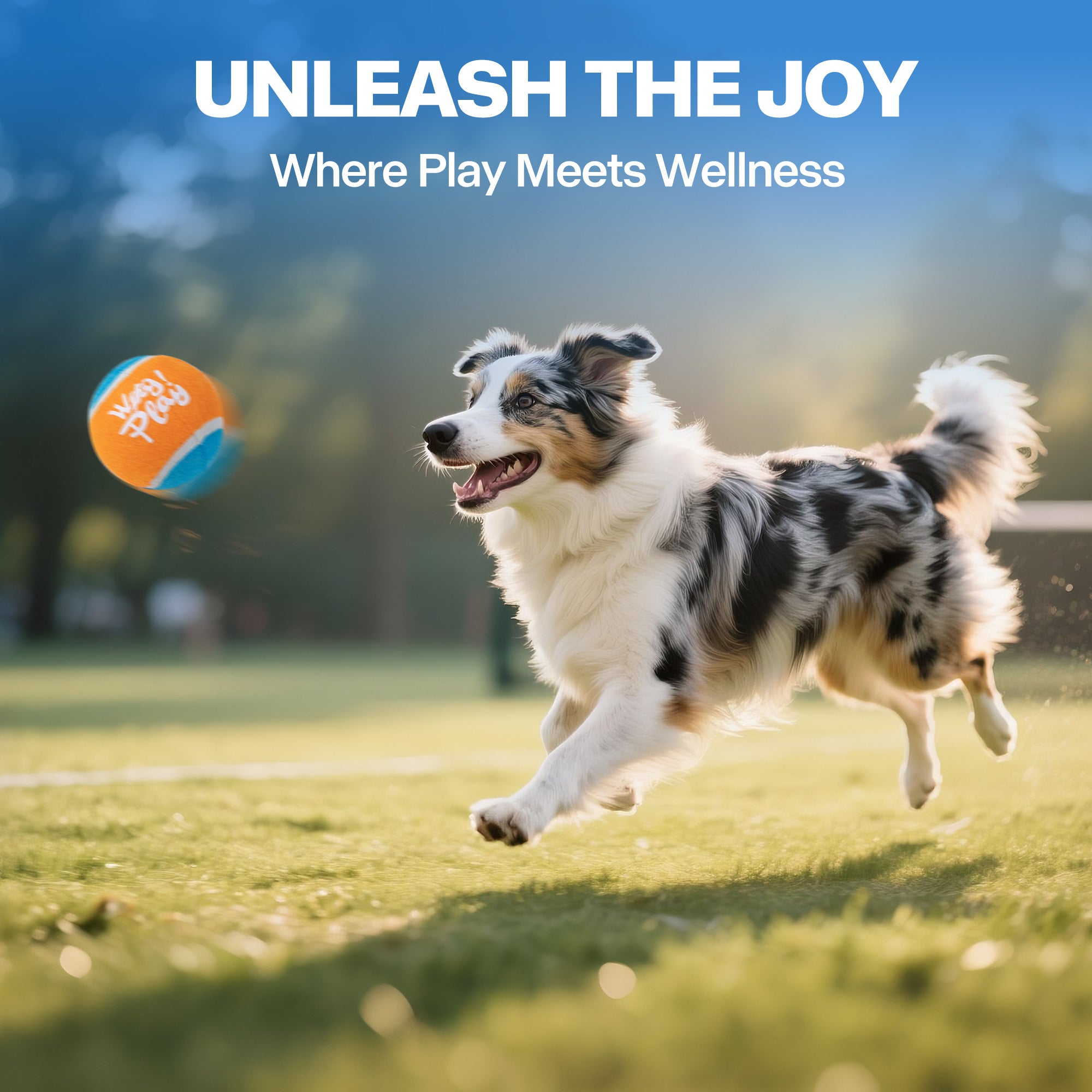 AFP(All For Paws) Pet Products