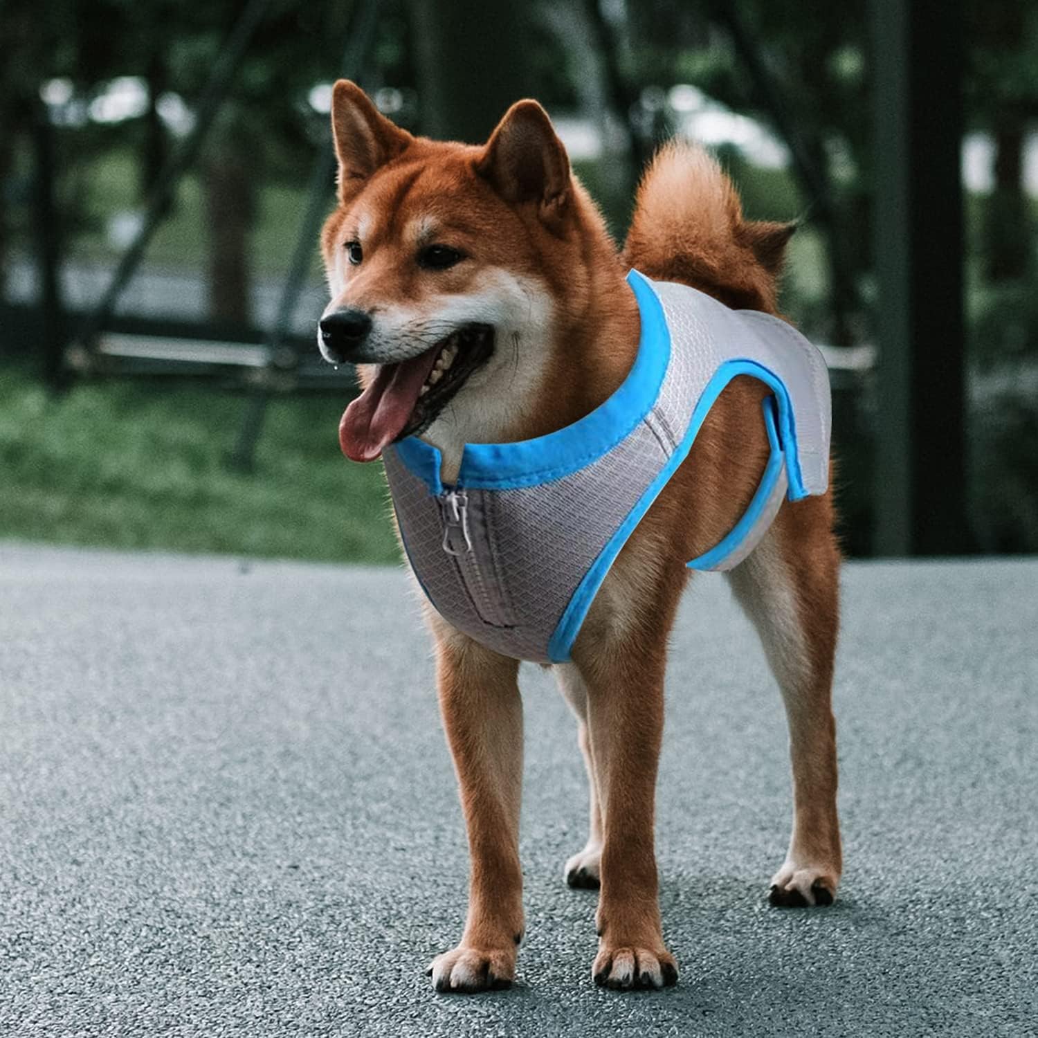 AFP(All For Paws) Pet Products