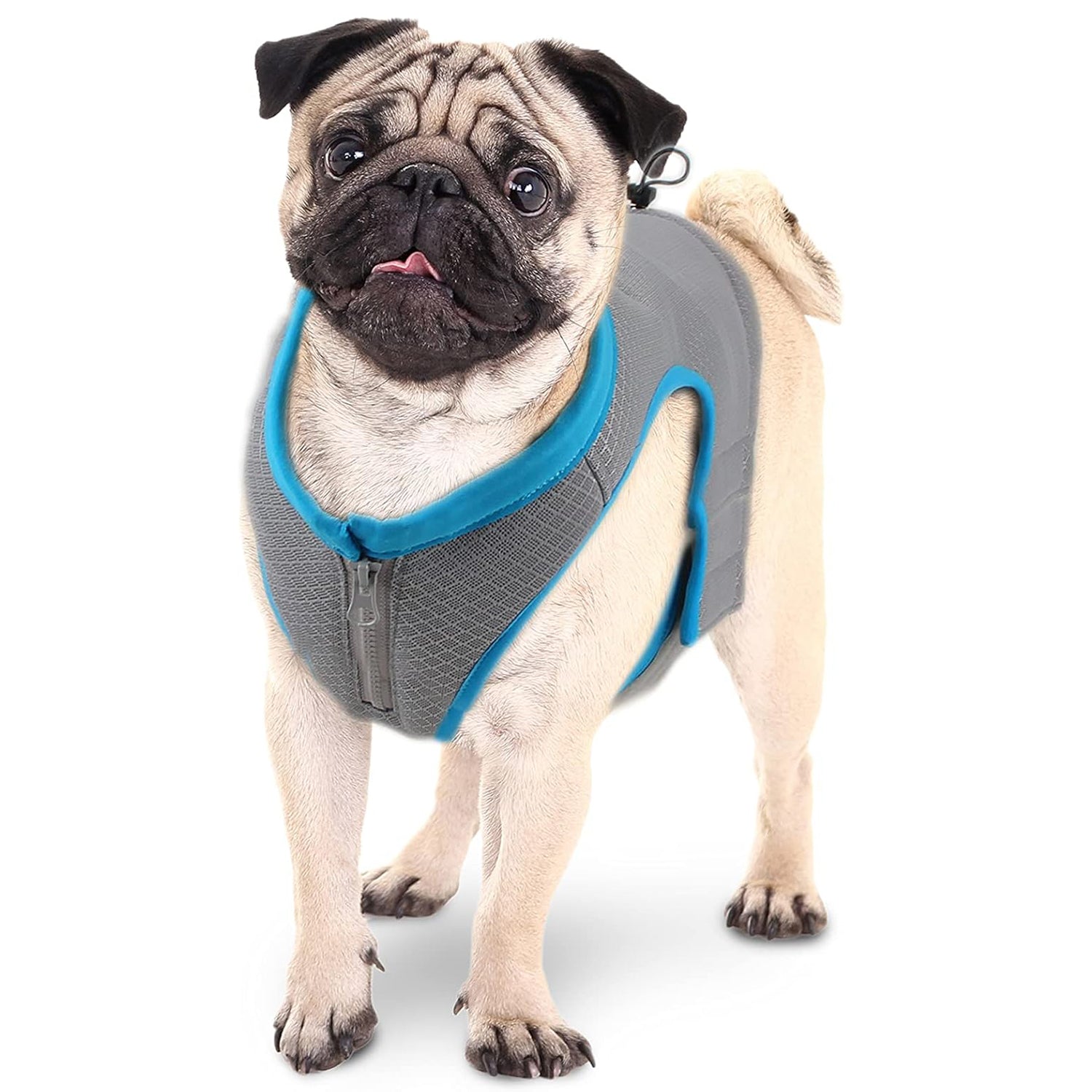 AFP(All For Paws) Pet Products