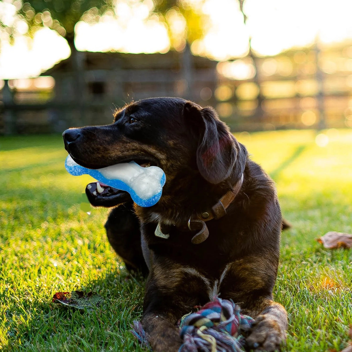 Chill Out - Bite Resistance Dog Cooling Chew Toy for Summer Ice Bone