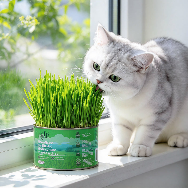 Green Rush Meow Grass On-The-Go Cat Grass Kit, 50g/Can