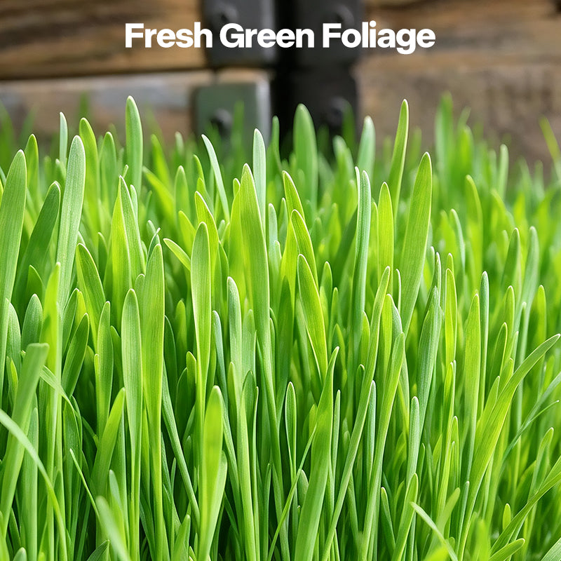 Green Rush Meow Grass On-The-Go Cat Grass Kit, 50g/Can