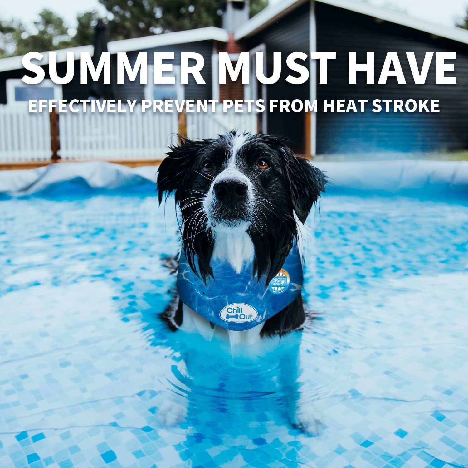 AFP(All For Paws) Pet Products