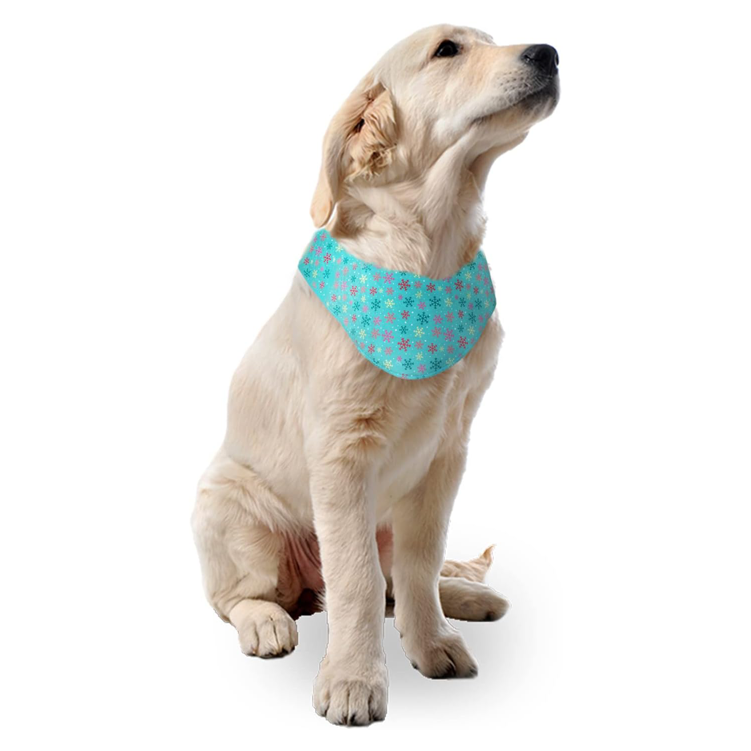 AFP(All For Paws) Pet Products